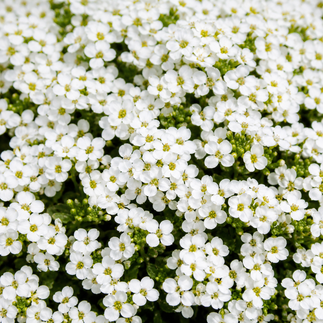 300 Purple Rockcress Seeds for Planting, Non-GMO Aubrieta deltoidea Seeds, Heirloom, Vibrant Perennial Flower Cascading Ground Cover, for Rock Gardens