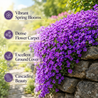 900 Purple Rockcress Seeds for Planting (Aubrieta deltoidea), Non GMO, Fast Growing, High-Yield Purple Cascading Blooms, Perennial Flower Seeds for Backyard Gardens & Landscaping