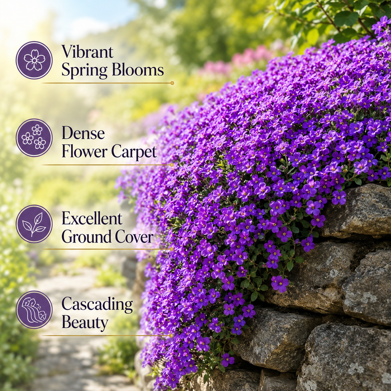 900 Purple Rockcress Seeds for Planting (Aubrieta deltoidea), Non GMO, Fast Growing, High-Yield Purple Cascading Blooms, Perennial Flower Seeds for Backyard Gardens & Landscaping