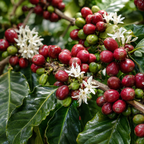 Live Coffea Arabica Plant, Well-Rooted 1-2' Potted Plant, Low Maintenance Indoor Coffee Plant for Bright Windowsills (No Ship to CA,HI,AK)