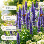 750 Blue Hyssop Seeds, Non GMO, Long Lasting Blooms, Decorative Flower Seeds for Containers & Outdoor Planting