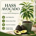 HASS Avocado Tree Live Plants – 2.5–3 Ft Live Plant | Delicious Avocados for Fresh Eating & Home Gardening (No Ship to CA,HI,AK)