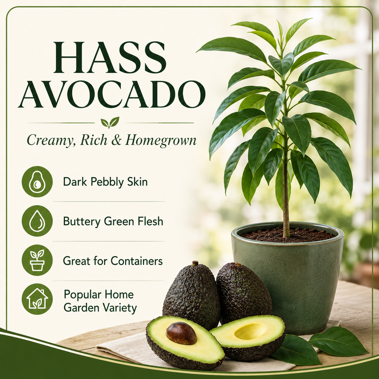 HASS Avocado Tree Live Plants – 2.5–3 Ft Live Plant | Delicious Avocados for Fresh Eating & Home Gardening (No Ship to CA,HI,AK)