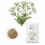 1000 White Yarrow Seeds for Planting, Heirloom, Easy to Grow, Vibrant White Perennial Wildflower Seeds, for Backyard, Patio & Garden