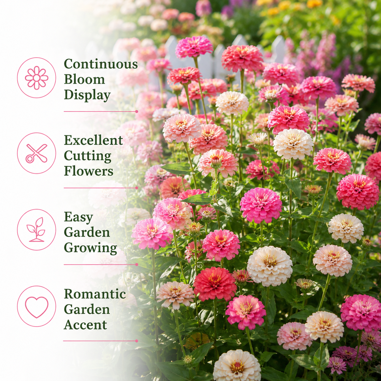 300 Strawberries and Cream Zinnia Seeds for Planting, Non GMO, Heirloom, Spectacular Long-Stemmed Double Flower Seeds, Ideal for Elegant Floral Arrangement & Gardens