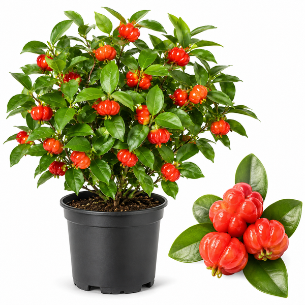 Surinam Cherry Tree Live Plant | 2.5–3 Ft Tall in 3 Gallon Pot Cherry Tree | Small Tropical Fruit Tree for Home Gardens & Outdoor Growing (No Ship to CA,HI,AK)