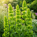 150 Pcs Bells of Ireland Seeds for Planting, Heirloom, Easy Care, Fragrant Flower Seeds, Long-Lasting Cut Flowers, for Pots, Containers, and Gardens