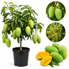 Mallika Mango Trees Live Plants |Sweet Fruit Tree 2.5–3 Ft Tall | Compact Tropical Mango Variety with Rich, Aromatic Fruit | Ideal for Yard, Patio & Warm-Climate Gardens (No Ship to CA, HI, AK)