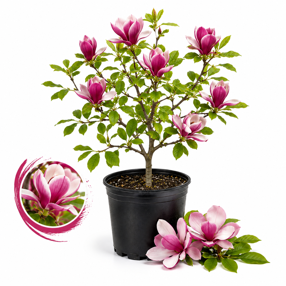 Jane Magnolia Tree Live Plant, 3 Feet Tall in 3 Gallon Pot, Vigorous Cold-Hardy Deciduous Shrub, Sturdy Low Maintenance Plant for Pink Spring Blooms & Garden Landscapes (No Ship to CA, HI, AK)