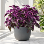 Purple Passion Plant Live - Gynura | Size 4 Inch Tall | Easy to Grow Indoor Houseplant for Home & Office | Vibrant Purple Velvet Foliage, Low Maintenance