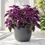Gynura Purple Passion Live House Plant, 4-8" Rooted Plants, 2 Per Pack, Soft Purple Textured Leaves, Fast Growing & Easy Care