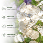150 Money Plant Seeds, Non GMO, Heirloom Lunaria biennis Seeds, Unique Silver Dollar Honesty Flower, for Spectacular Dried Floral Home Decor