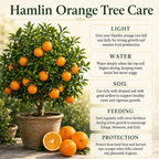 Blood Orange Trees Live Plants | 1 Gallon Potted Citrus Tree | Sweet Juicy Fruit for Cooking Juicing & Home Gardening (No Ship to CA,HI,AK)