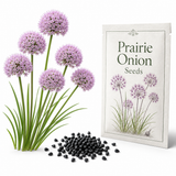 200 Allium stellatum Prairie Onion Seeds, Hardy, Drought Tolerant, Native Prairie Flower, Ornamental Onion Seeds, for Gardens & Landscaping