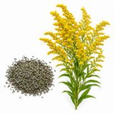 600 Showy Goldenrod Seeds for Planting, Non-GMO, Drought Tolerant, Perennial Wildflower Seeds, Ideal for Gardens, Borders & Landscape