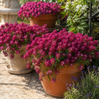 150 Deep Rose Alyssum Seeds, Non-GMO, Easy Care, Drought Tolerant Flower Seed for Backyard Gardens & Landscaping