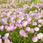1500 Showy Evening Primrose Seeds for Planting, Non GMO, Heirloom, Fragrant Soft Pink Wildflower Seeds, Ideal for Gardens & Landscaping