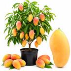 Valencia Pride Yellow Mango Plant 2.5–3 Ft | Live Mango Fruit Tree | Fast-Growing Tropical Variety for Outdoor Growing & Container Gardening (No Ship to CA, HI, AK)