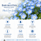 200 Baby Blue Eyes Nemophila Seeds, Non GMO, Easy to Grow Sky Blue Flower Seeds, for Garden Beds, Borders & Containers