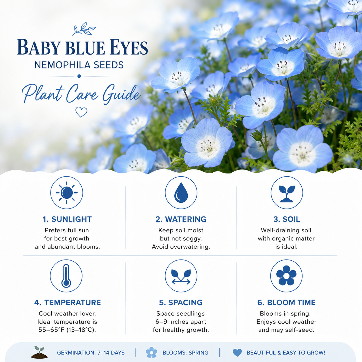 400 Baby Blue Eyes Nemophila Seeds for Planting, Hardy, Fast Growing, Annual Wildflower Seeds, for Pollinator Gardens & Baskets