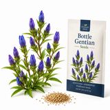 100 Bottle Gentian Seeds, Non GMO, Heirloom, Hardy Native Closed Gentian Flower Seeds, Ideal Choice for Gardens, Borders and Partial Shade