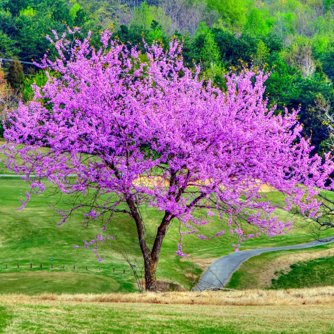 15 Eastern Redbud Tree Live Plant - Set 15 Bulk 6 to 12 Inch Tall | Redbud Live Trees | Beautiful Spring Pink Blossoms | Grown with Care
