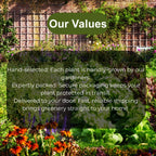 Chinese Elm Trees Live Plant | Fast-Growing Cold Hardy Elm Tree for Landscaping | 6–12 Inch Live Tree for Yard, Garden & Windbreaks