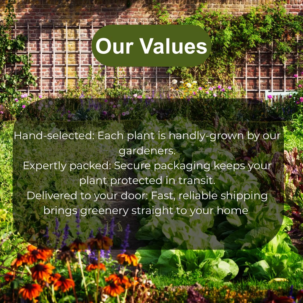 Blood Oranges Fresh | Orange Trees Live Plants | 2.5–3 Feet Live Potted Citrus Plant | Sweet Juicy Fruit Tree for Indoor & Outdoor Spaces | No Ship to CA,HI,AK