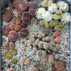 Lithops Large Random Mix Living Stones Succulent Plants Live | 20 Pcs Live Lithops Seedlings | Bare Root Without Pot or Soil, Suitable for Indoor or Outdoor Gardens & Office Use, Friend Plant Lovers