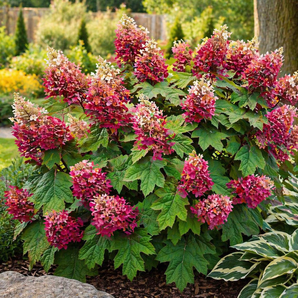 Munchkin Oakleaf Hydrangea Plant Live, 4" Pot - 12-18 Inch Tall, Hydrangea Bushes Ready to Plant, Vigorous White Bloom Producer for Patios and Home Landscapes