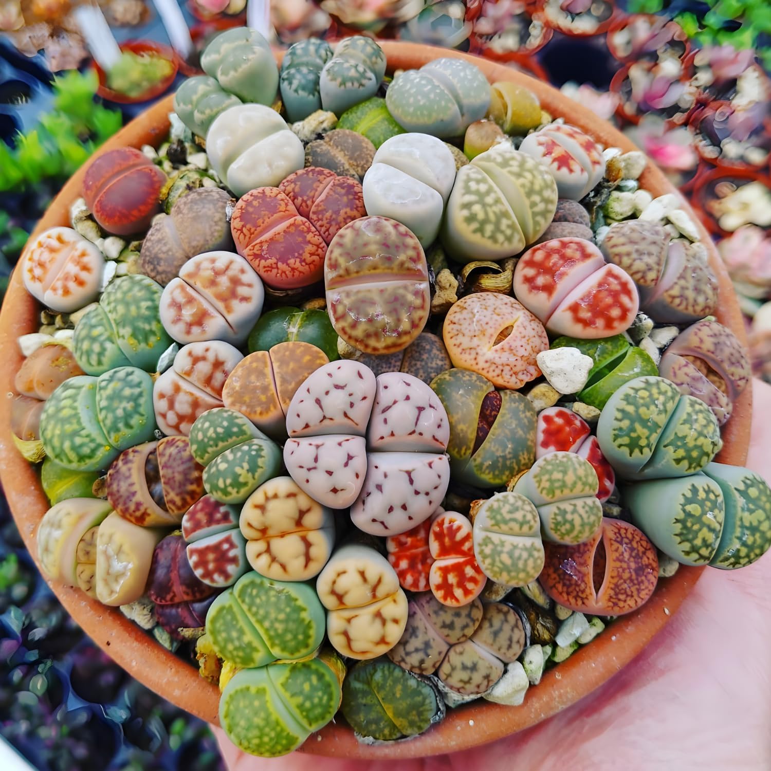 Pack of 10 Live Small Exotic Lithops Live Plants | Perfect for Lithops Starter, Great Terrarium Addition | Bare Root Without Soil or Pot, Easy to Grow and Ideal for Indoor/Outdoor Display
