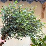 Parvifolia Eucalyptus Tree Live Plant in 2.5 Inch Pot | Live Eucalyptus Plants for Indoor or Outdoor Growing | Upright Shape with Slim Silvery Foliage | Suitable for Balconies & Decorative Landscapes