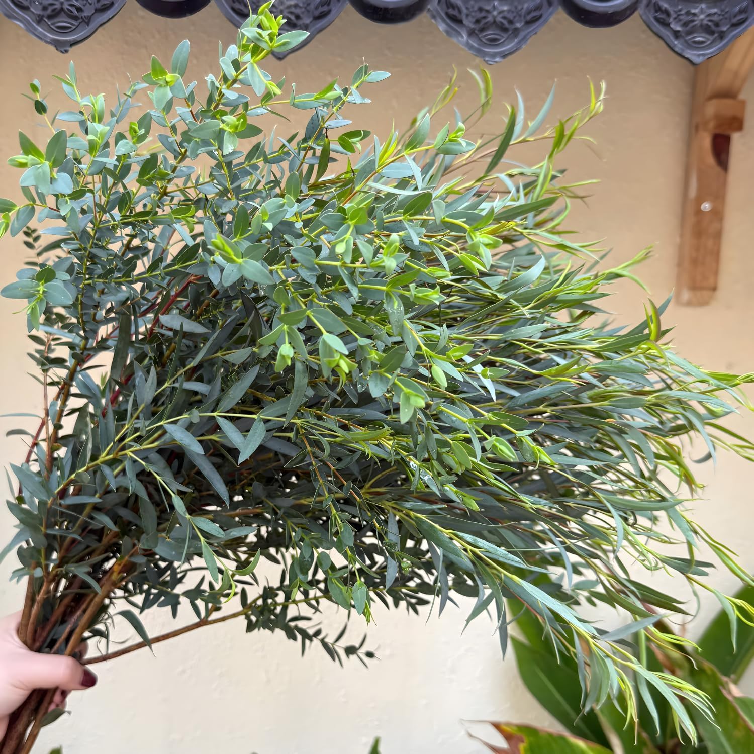 Parvifolia Eucalyptus Tree Live Plant in 2.5 Inch Pot | Live Eucalyptus Plants for Indoor or Outdoor Growing | Upright Shape with Slim Silvery Foliage | Suitable for Balconies & Decorative Landscapes