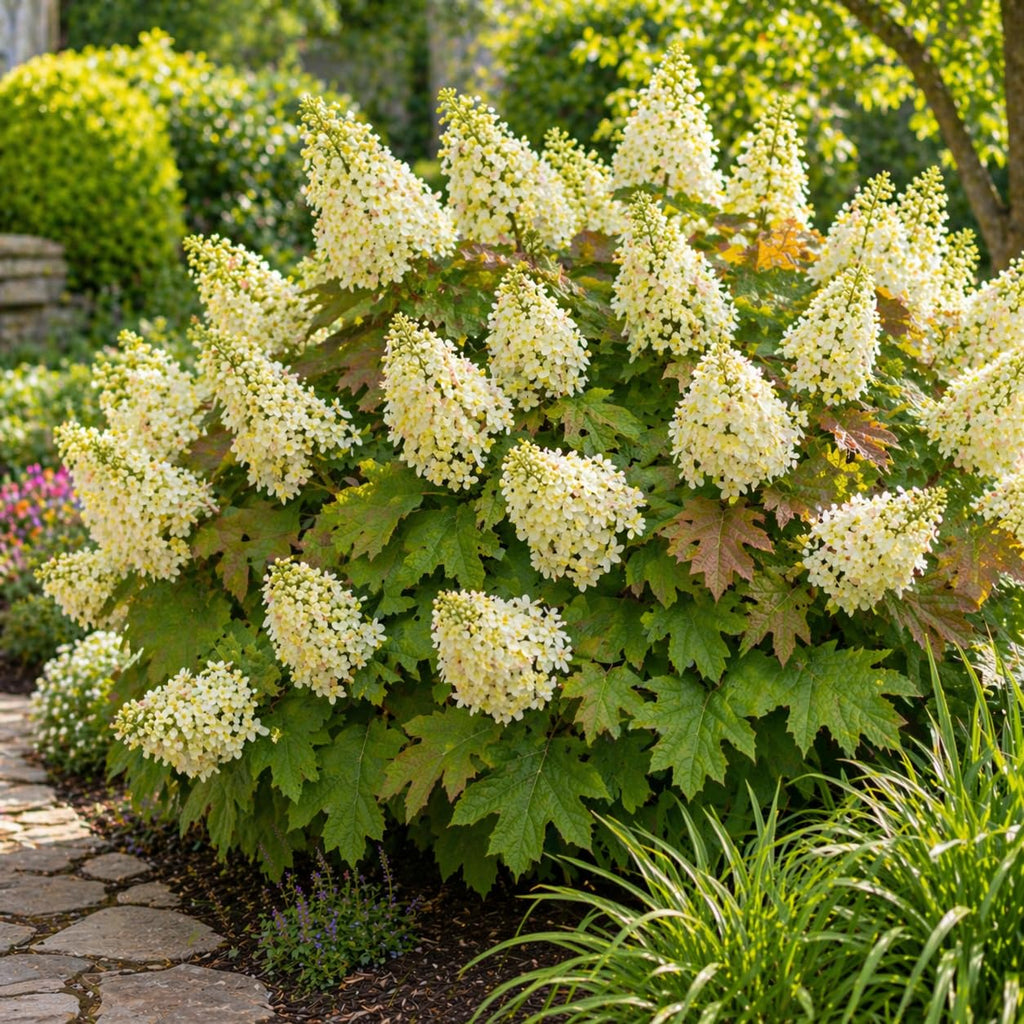 Oakleaf Hydrangea Live Plant, 12-18 Inch Tall in 4" Pot, Hydrangea Plants Trees Shrubs, Low Maintenance Compact Flowering Shrub for Borders, Garden Beds & Outdoor Landscaping