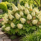 Oakleaf Hydrangea Live Plant, 12-18 Inch Tall in 4" Pot, Hydrangea Plants Trees Shrubs, Low Maintenance Compact Flowering Shrub for Borders, Garden Beds & Outdoor Landscaping