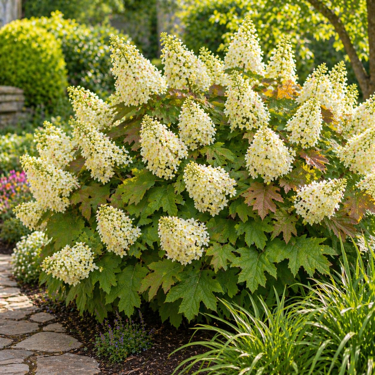 Oakleaf Hydrangea Live Plant, 12-18 Inch Tall in 4" Pot, Hydrangea Plants Trees Shrubs, Low Maintenance Compact Flowering Shrub for Borders, Garden Beds & Outdoor Landscaping