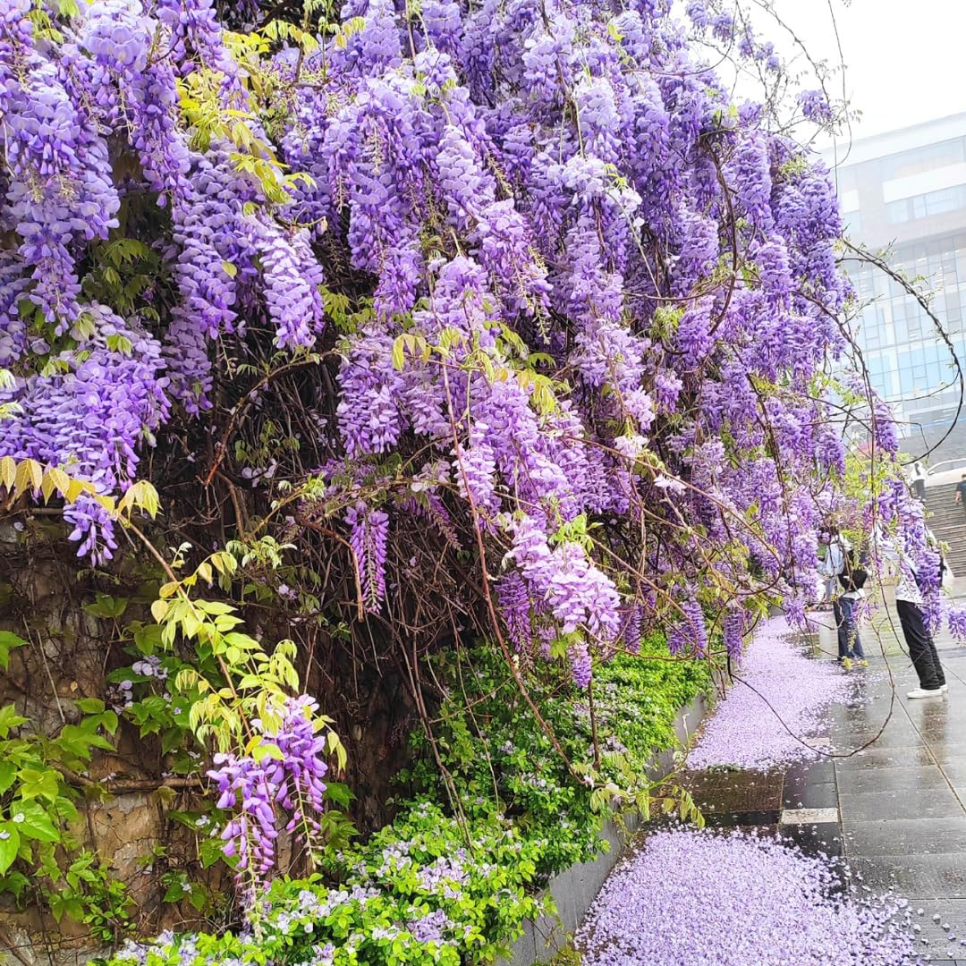 2 Purple Wisteria Live Plant 6–12 Inch | Stunning Cascading Purple Blooms | Fast-Growing Fragrant Flowering Vine | Perfect for Home Décor & Garden Entrances