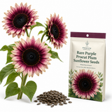 75 Rare Purple Procut Plum Sunflower Seeds, Non GMO, Easy Care, Spectacular Moody Purple-Rose & Dark Center Cut Flower, Ideal Choice for Modern Decor and Floral Arrangements