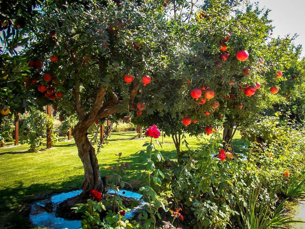 Pomegranate Plants Live for Planting | 30-36 Inches Tall | Farfianka Pomegranate Live Tree | Cold & Heat Tolerant Variety | Easy-Care Landscape Tree for Home Gardens & Backyards | No Ship to CA,HI,AK
