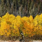 Quaking Aspen Tree, 4-6"" Tall Potted Tree Starter, Sturdy Cold-Hardy Plant with Golden Autumn Foliage & Trembling Leaves for Home Landscapes