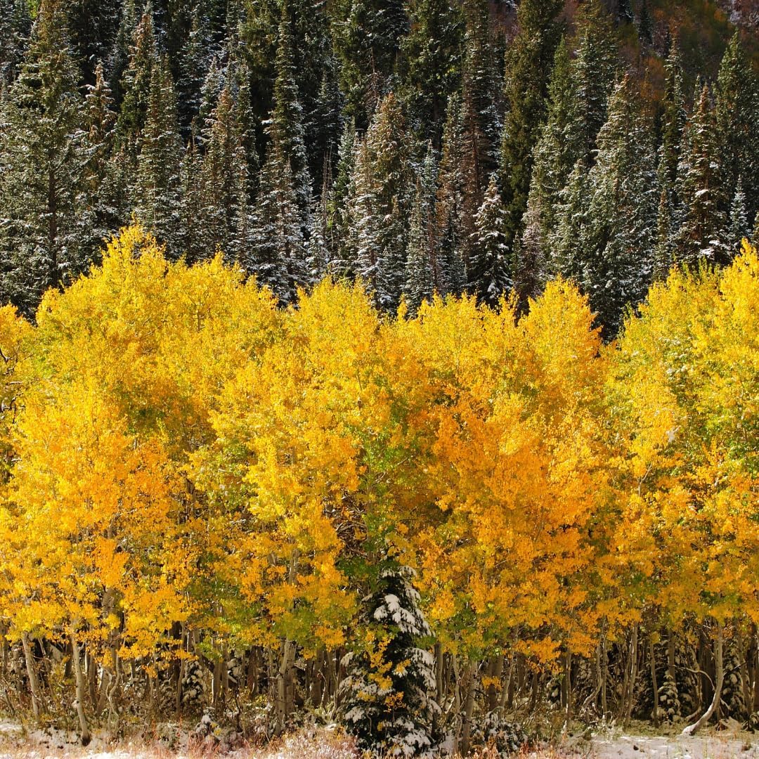 Quaking Aspen Tree, 4-6"" Tall Potted Tree Starter, Sturdy Cold-Hardy Plant with Golden Autumn Foliage & Trembling Leaves for Home Landscapes