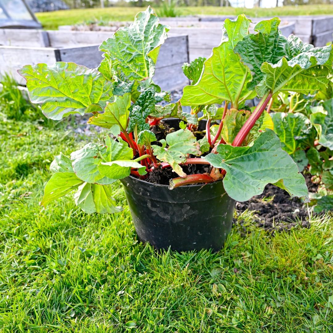 Large Rhubarb Plant Crown Division for Planting, Victoria Rhubarb Plant, Medium 4-6 Inch Root Starters, Low Maintenance Perennial for Landscapes and Pots