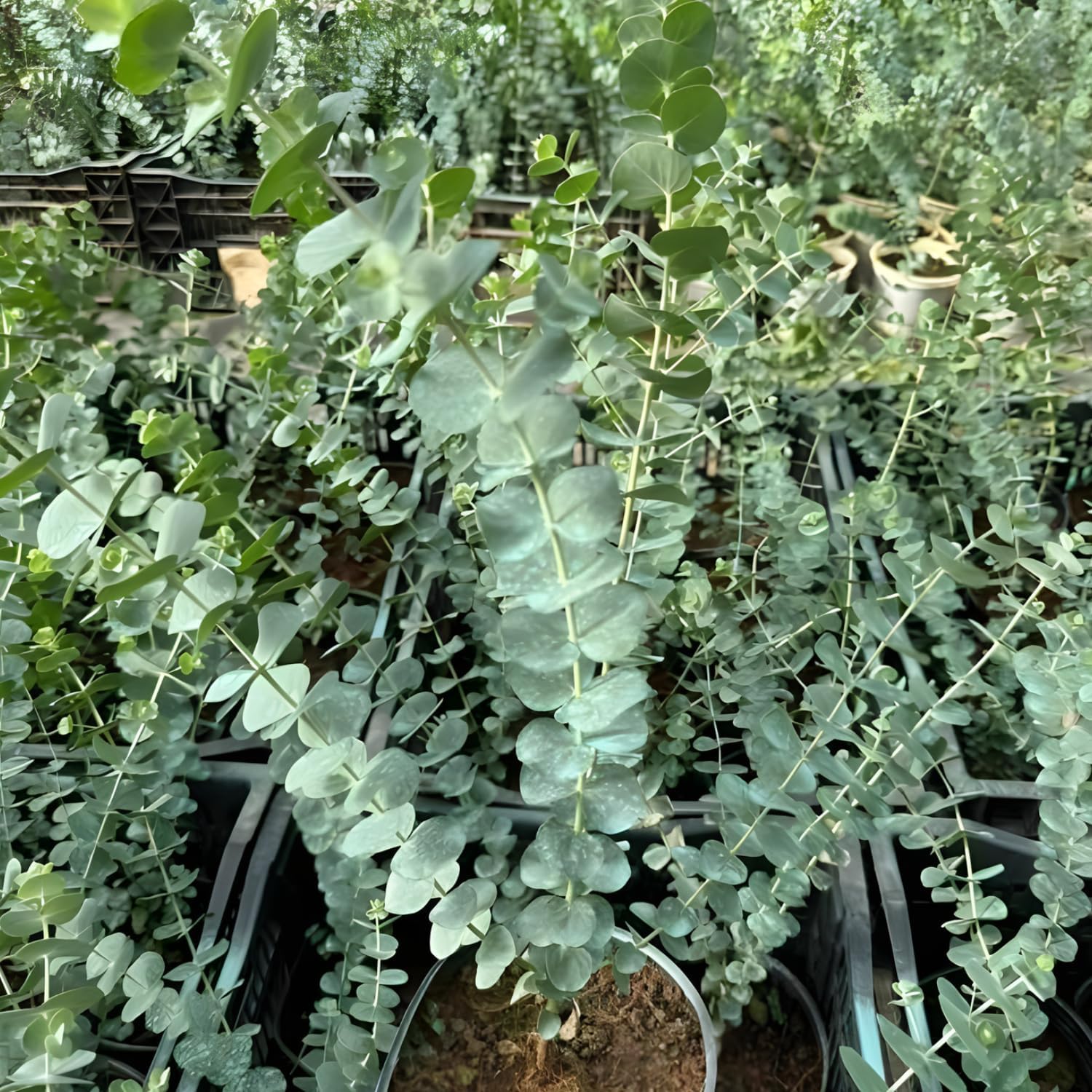 Parvifolia Eucalyptus Plant Live in 2.5 Inch Pot | Real Eucalyptus Plant for Planting Indoors or Outdoors | Features Narrow Blue-Green Leaves and Fine Branching | Great for Garden Beds & Modern Décor