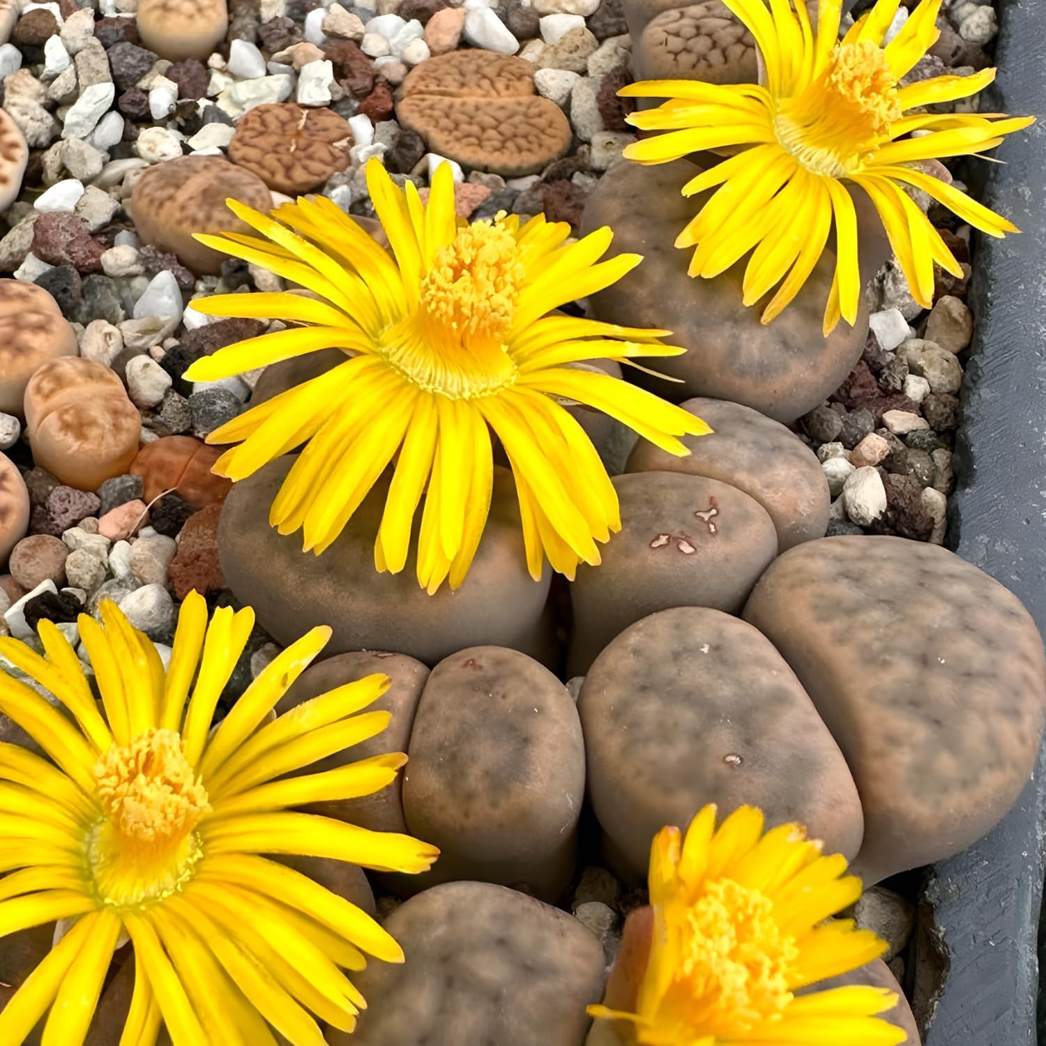 Pack of 10 Live Small Exotic Lithops Live Plants | Perfect for Lithops Starter, Great Terrarium Addition | Bare Root Without Soil or Pot, Easy to Grow and Ideal for Indoor/Outdoor Display