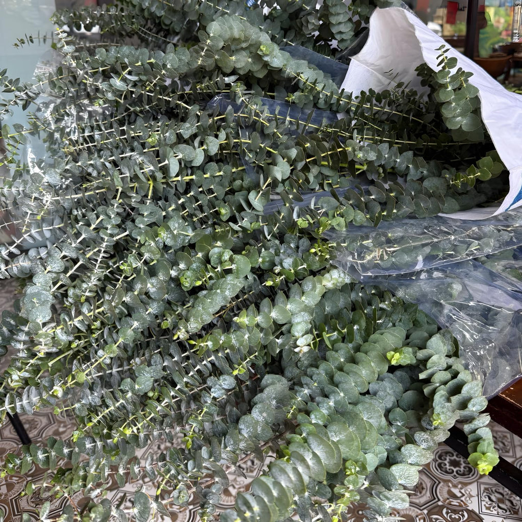 Baby Blue Eucalyptus Live Plant in 2.5 Inch Pot | Live Eucalyptus Plant Indoor or Outdoor | Elegant Compact Growth | Ideal for Patio Pots, Entryways & Home Styling