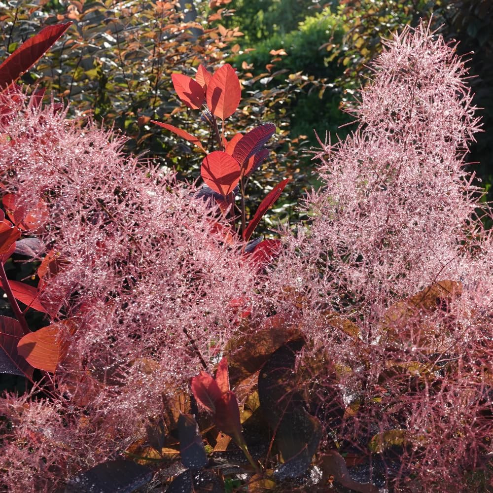 Purple Smoke Tree - Cotinus Coggygria, 4 Inch Pot - 12-18 Inch Tall, Low Maintenance Shrub with Smoky Pink Blooms