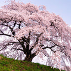 2 Weeping Cherry Tree Plant, 6-12 Inch Tall, Easy Care, Hardy Ornamental Flowering Cherry Tree, Ideal for Yard, Garden & Landscape