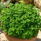 Hot & Spicy Oregano Plants Live for Planting, 3" Pot, Non GMO, High-Yield, Fragrant Culinary Perennial Herb Plant, Perfect for Patio Containers and Window Boxes