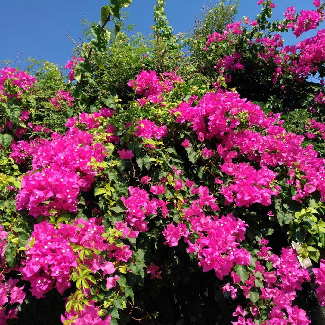 Bougainvillea Plant Live | Perenial Purple Flower Outdoor Plant | 4-5 Inc Tall | Starter Plant | Unique Gift for Mom, Friend, Women, Her, Birthday Gifts