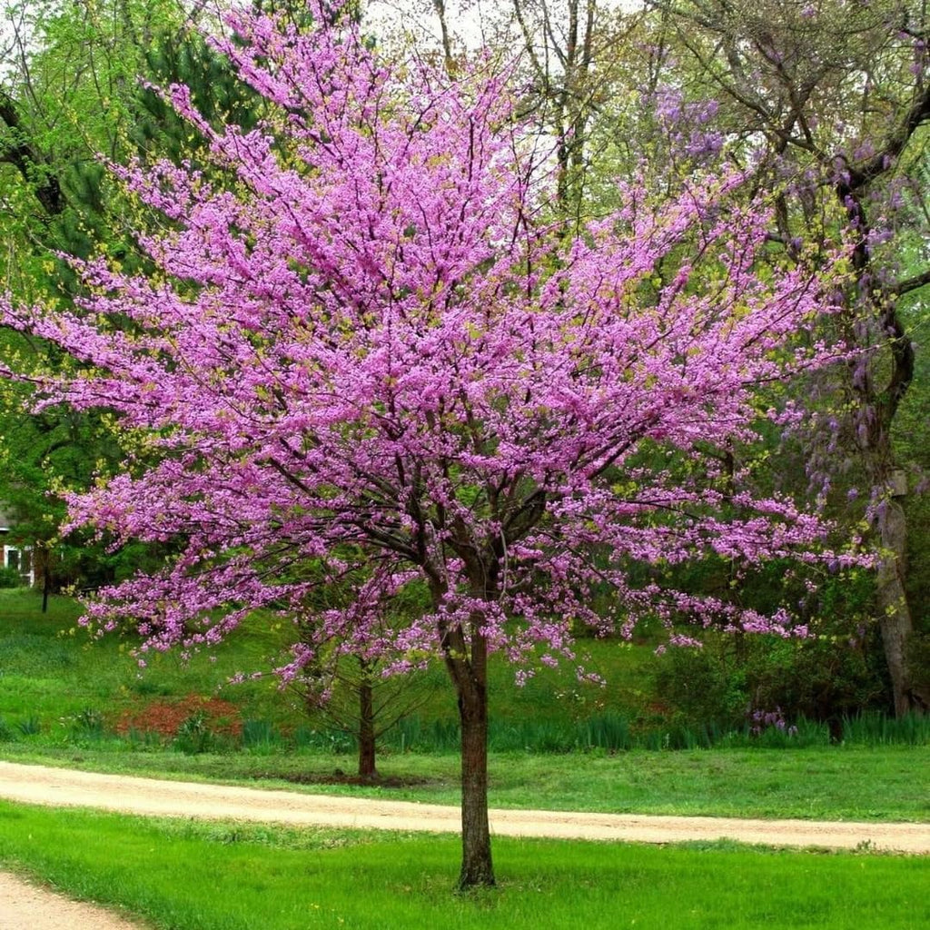 5 Redbud Tree Live Plant – 6 to 12 Inch Tall | Eastern Redbud Live Trees | Beautiful Spring Pink Blossoms | Hardy Flowering Tree | Dormant Plant